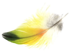 pluma